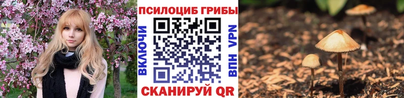 как найти закладки  Кохма  Псилоцибиновые грибы Magic Shrooms 